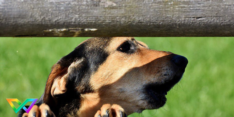 cho-sua-nhieu-la-diem-bao-gi