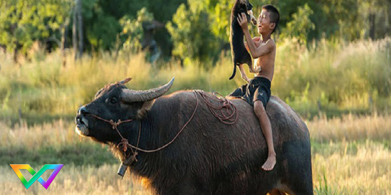 giai-ma-giac-mo-thay-trau-danh-con-gi