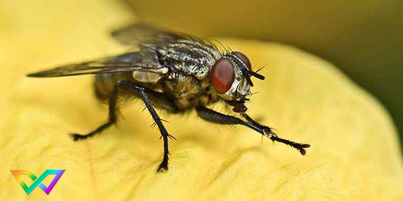 mo-thay-ruoi-la-diem-gi