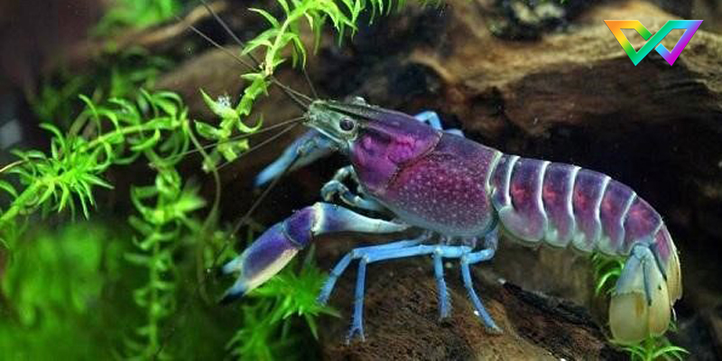 ngu-mo-thay-tom-danh-con-gi-de-trung