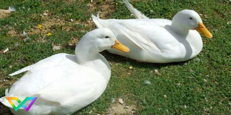 ngu-mo-thay-vit-la-diem-bao-gi