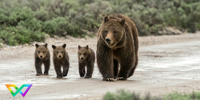 mo-thay-gau-la-diem-gi