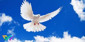 giai-ma-giac-mo-mo-thay-bo-cau-la-diem-gi-2