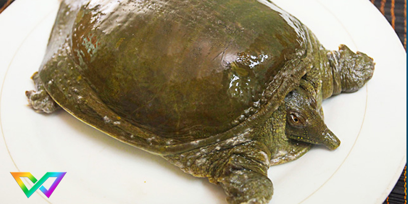 mo-thay-ba-ba-la-diem-bao-gi-1